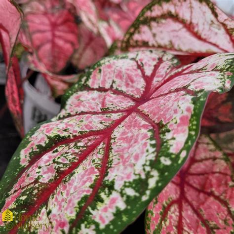 Caladium hortulanum Heart to Heart® 'Bottle Rocket' Fancy Leaf Caladium ...