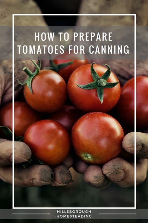 How to Prepare Tomatoes for Canning