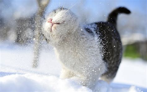 Winter Cat Snow Wallpaper 069 1440x900 - Wallpaper - HD Wallpaper