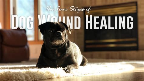 The Four Stages of Dog Wound Healing - Fauna Care