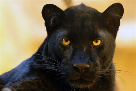 Black Panther Symbolism- Panthers as Power and Spirit Animals, Meaning & Omens – Light Workers World