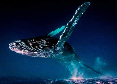 Whale Song by Mmbseven on DeviantArt