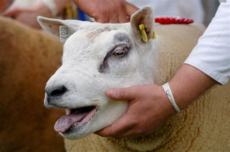 Hutchinson Photography - Images of Agriculture and Rural Life | showing ...