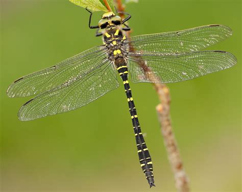 Golden-ringed Dragonfly - British Dragonfly Society