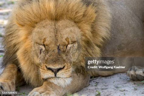 1,924 Lion Sleeping Stock Photos, High-Res Pictures, and Images - Getty Images