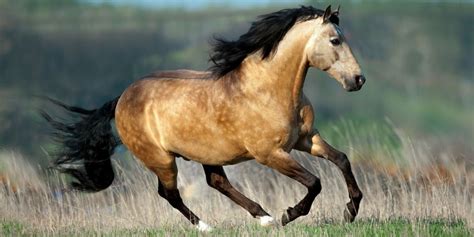 Buckskin Horse Color - Origin, Genetics, and Variations | Helpful Horse Hints