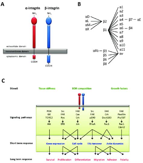 Integrin structure, heterodimer composition and signaling. (A)... | Download Scientific Diagram