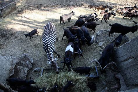 Escaped Zoo Animals Tbilisi Floods | Time