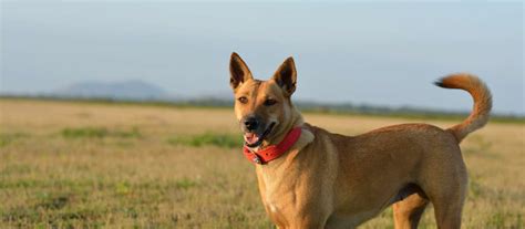 Carolina Dog Puppies for Sale - Greenfield Puppies