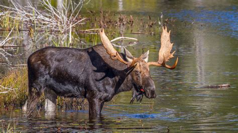 Moose Hunting - Crooked Tree Lodge