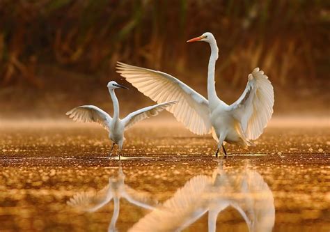 Eastern great egrets in Bharatpur, Rajasthan, India ~~ The dance Competition Photo by Tahir ...