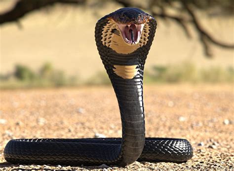 Indian Cobra Snake Attack