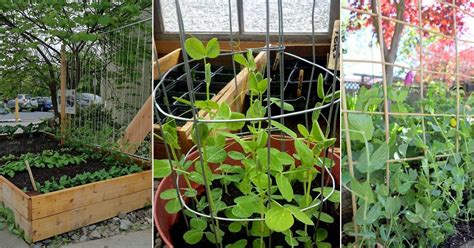 How To Make A Mini DIY Sugar Snap Pea Trellis Fabulessly, 40% OFF