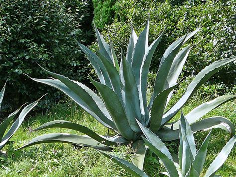 Agave valenciana (Giant Mezcal Agave) - World of Succulents