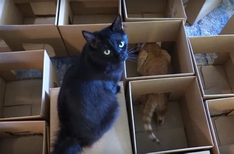 Video: Cat Dad Makes Incredible 50-Box Maze for His Kitties | BeChewy