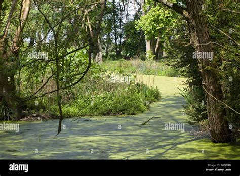 green algae pond Stock Photo - Alamy