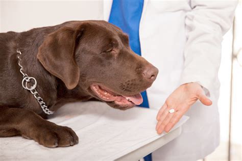 Can I Give Trazodone To My Aggressive Dog? | What Can Dogs Eat