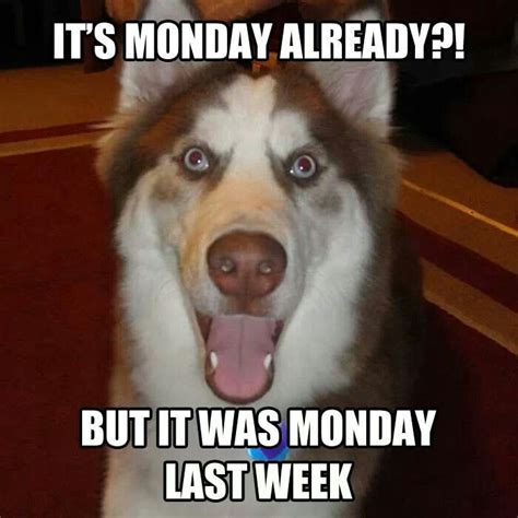 Monday already Funny Monday Memes, Monday Humor, Funny Dog Memes, Funny Animal Memes, Funny Dogs ...