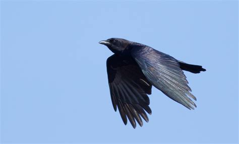 The American Crow — Madison Audubon