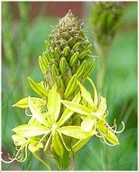 Safed Musli - Chlorophytum Borivilianum, Safed Musli Cultivation, Chlorophytum Borivilianum Roots