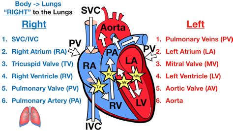 Heart Blood Flow | Simple Anatomy Diagram, Cardiac Circulation Pathway ...