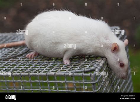 DOMESTIC WHITE RAT (RATTUS NORVEGICUS). Pregnant albino female Stock ...