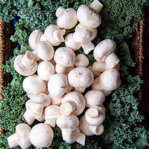 White Button Mushroom 1kg – Marree Fresh Mushrooms