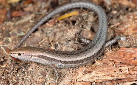 Garden Skink Southern - ClimateWatch Australia- Citizen Science App