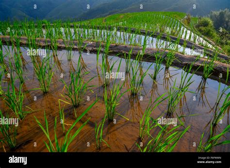 Rice Terraces, Yunnan, China Stock Photo - Alamy