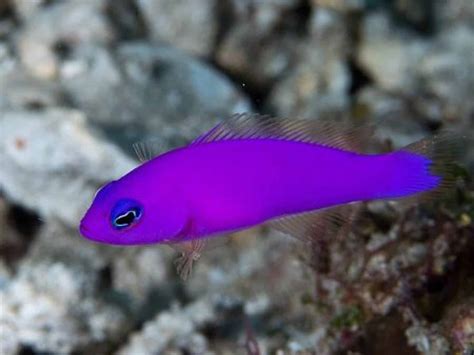 20 Best Saltwater Fish For Beginners (With Pictures)