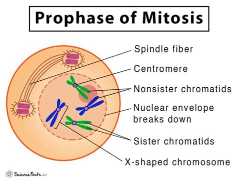 Mitosis Prophase Diagram Labeled | Porn Sex Picture