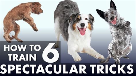 6 Impressive Dog Tricks That Are Easier Than You Think! - YouTube