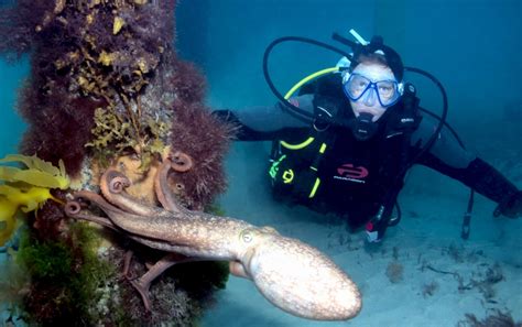 Common Octopus – "OCEAN TREASURES" Memorial Library