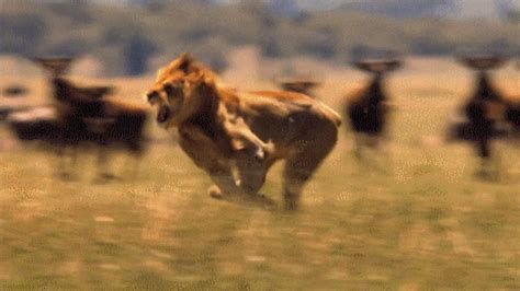 Fast Lion Running GIF - UINona GIFs