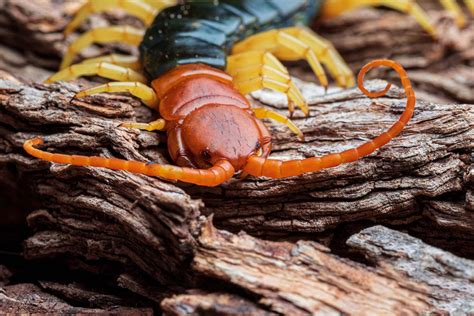 Giant Desert Centipede - A-Z Animals