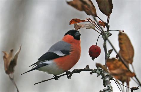 Michael Nordeman Photography | Bullfinch, common bullfinch or Eurasian...