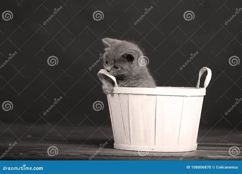 Kittens playing in basket stock photo. Image of four - 108806870