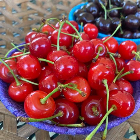 Sour Cherries : The Peasant Wife - The Peasant Wife