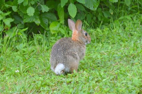 Rabbit Tail Anatomy, Function, Facts & FAQs (With Pictures)