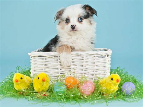 Baby Chicks Easter Wallpapers - Wallpaper Cave