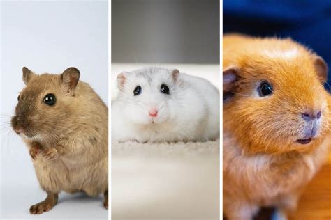 Gerbil Vs Hamster Vs Guinea Pig | Find The Right Pet For You - Kate's K9 Pet Care