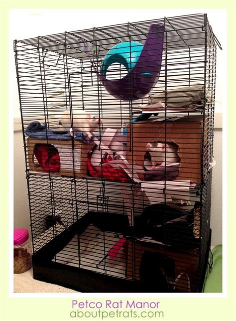 Petco Rat Manor | About Pet Rats