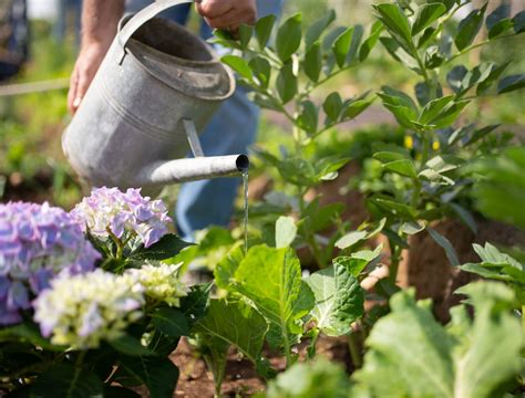 Is Sugar Water Good For Your Plants? - Backyard Boss