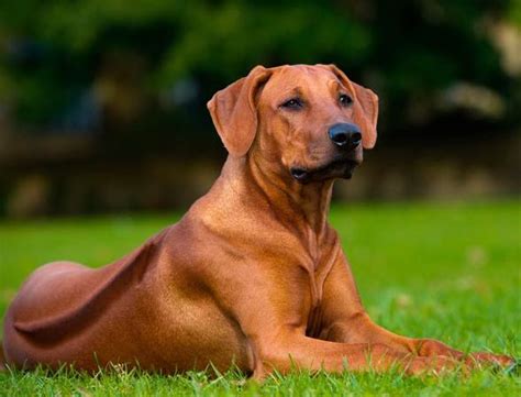 Rhodesian Ridgeback. | Razas de perros, Perro crestado rodesiano ...