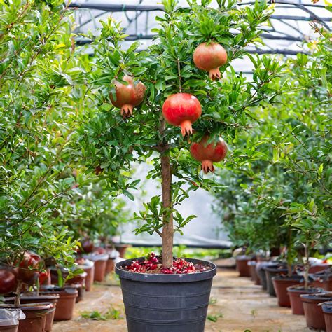 Pomegranate Tree - MyGreenLeaf - Buy Indoor & Outdoor Plants online in ...