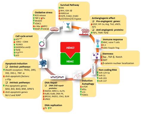 Mechanisms of the anticancer effects of HDAC inhibitors. HDAC ...