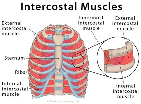 These muscles are divided into three layers [3]