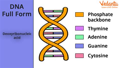 DNA for Kids: Learn Definition, Structure, Functions & Facts