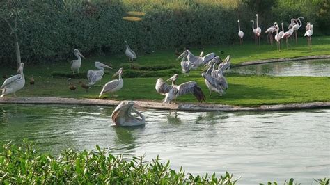 Exploring "Wasit Wetland Centre" - United arab emirates: Reviews, Location, and more