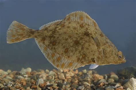 European flounder photo and wallpaper. Cute European flounder pictures